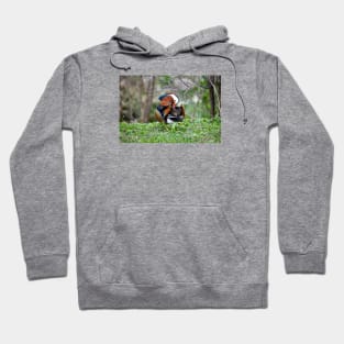 Mandarin duck / Swiss Artwork Photography Hoodie